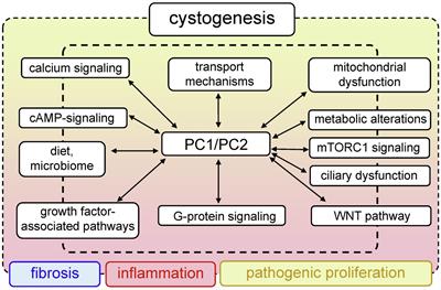 new research on polycystic kidney disease